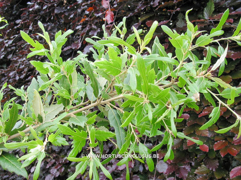 Quercus x hispanica 'Heterophylla'