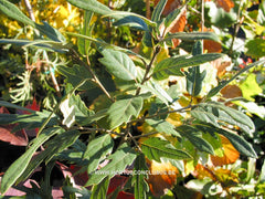 Quercus x hispanica 'Heterophylla' - Sierboom - Hortus Conclusus  - 2