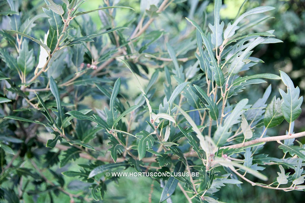 Quercus x hispanica 'Waasland Select' - Sierboom - Hortus Conclusus  - 1
