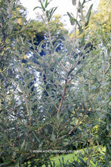 Quercus x hispanica 'Waasland Select' - Sierboom - Hortus Conclusus  - 2