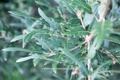 Quercus x hispanica 'Waasland Select' - Sierboom - Hortus Conclusus  - 4