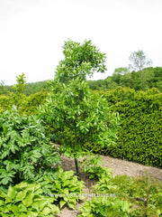Quercus x turneri 'Pseudoturneri' - Sierboom - Hortus Conclusus  - 2