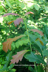 Quercus x warei 'Chimney Fire' - Sierboom - Hortus Conclusus  - 2