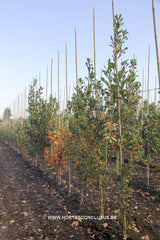 Quercus x warei 'Long' - Sierboom - Hortus Conclusus  - 2