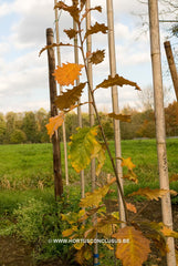 Quercus x warei 'Nadler' - Sierboom - Hortus Conclusus  - 1