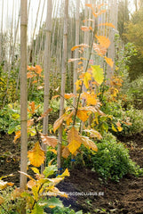 Quercus x warei 'Nadler' - Sierboom - Hortus Conclusus  - 2