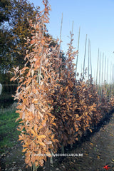 Quercus x warei 'Wind Candle' - Sierboom - Hortus Conclusus  - 1