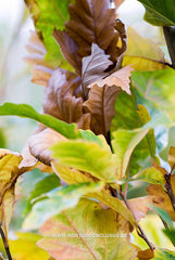 Quercus x warei 'Wind Candle' - Sierboom - Hortus Conclusus  - 2