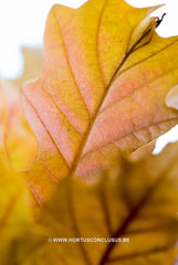 Quercus x warei 'Wind Candle' - Sierboom - Hortus Conclusus  - 3