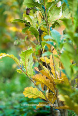 Quercus x warei 'Wind Candle' - Sierboom - Hortus Conclusus  - 4