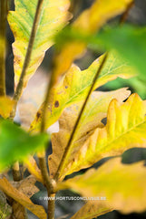 Quercus x warei 'Wind Candle' - Sierboom - Hortus Conclusus  - 6