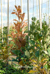 Quercus x warei 'Wind Candle' - Sierboom - Hortus Conclusus  - 9