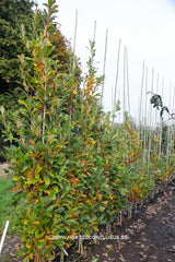 Quercus x warei 'Wind Candle' - Sierboom - Hortus Conclusus  - 11