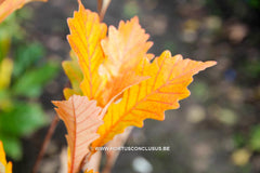 Quercus x warei 'Wind Candle' - Sierboom - Hortus Conclusus  - 12