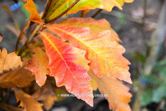 Quercus x warei 'Wind Candle' - Sierboom - Hortus Conclusus  - 13