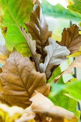 Quercus x warei 'Wind Candle' - Sierboom - Hortus Conclusus  - 14