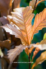 Quercus x warei 'Wind Candle' - Sierboom - Hortus Conclusus  - 20