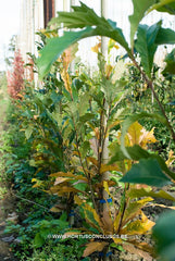 Quercus x warei 'Wind Candle' - Sierboom - Hortus Conclusus  - 21