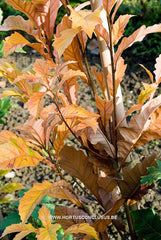 Quercus x warei 'Wind Candle' - Sierboom - Hortus Conclusus  - 23