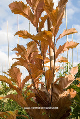 Quercus x warei 'Wind Candle' - Sierboom - Hortus Conclusus  - 25