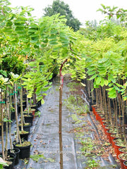 Robinia pseudoacacia 'Twisty Baby' - Sierboom - Hortus Conclusus  - 1