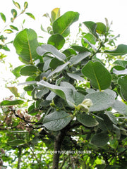 Salix lanata - Sierboom - Hortus Conclusus  - 2