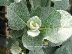 Salix lanata - Sierboom - Hortus Conclusus  - 3