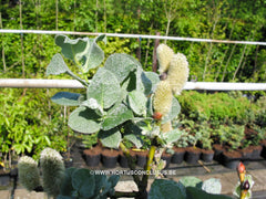 Salix lanata - Sierboom - Hortus Conclusus  - 5