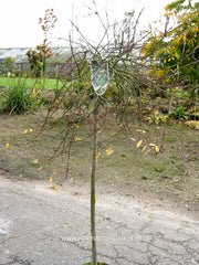 Salix x finmarchica - Sierboom - Hortus Conclusus  - 1