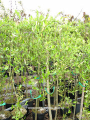 Salix x finmarchica - Sierboom - Hortus Conclusus  - 2