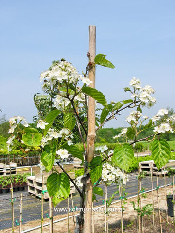 Sorbus alnifolia var. Submollis