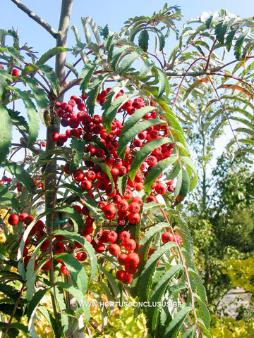 Sorbus aucuparia 'Chinese Lace'