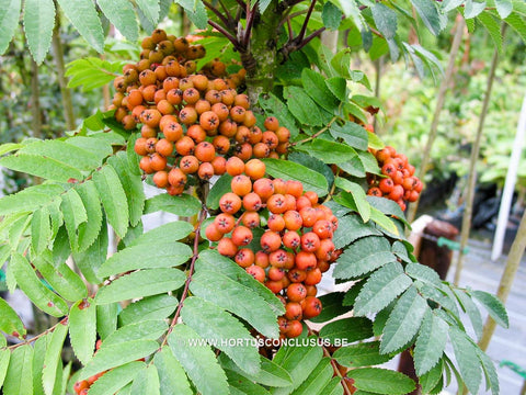 Sorbus aucuparia 'Fastigiata'