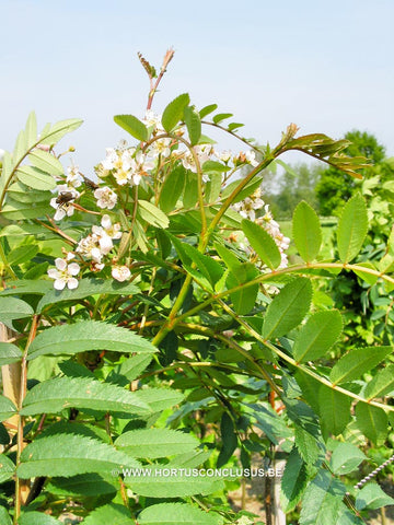 Sorbus cashmiriana