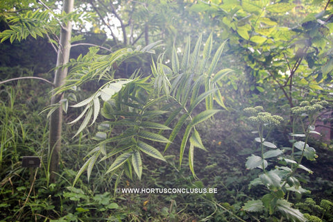 Sorbus 'Dodong'