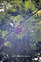 Sorbus 'Dodong' - Sierboom - Hortus Conclusus  - 2