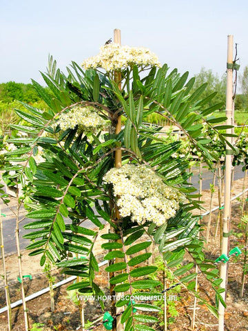 Sorbus esserteauana