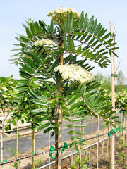 Sorbus esserteauana - Sierboom - Hortus Conclusus  - 3