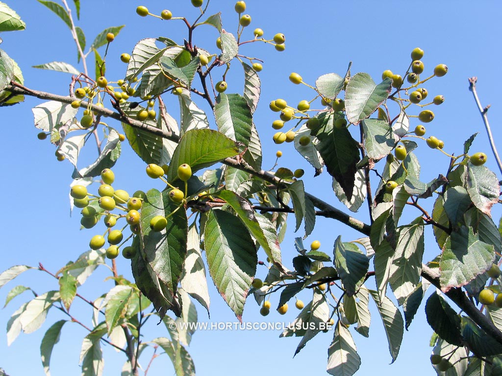 Sorbus folgneri 'Lemon Drop' – Boomkwekerij Hortus Conclusus