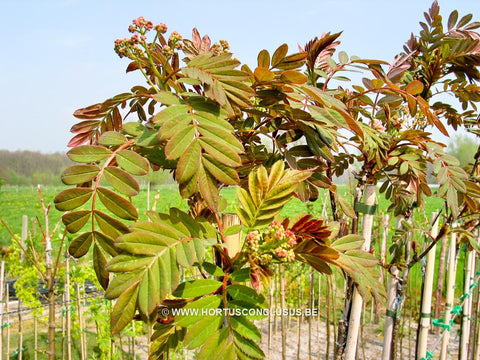 Sorbus hupehensis 'November Pink'