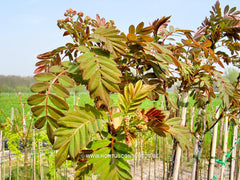 Sorbus hupehensis 'November Pink' - Sierboom - Hortus Conclusus  - 1