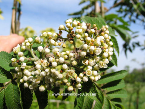 Sorbus hybrida 'Gibbsii'