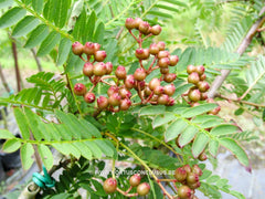 Sorbus hybrida 'Gibbsii' - Sierboom - Hortus Conclusus  - 2