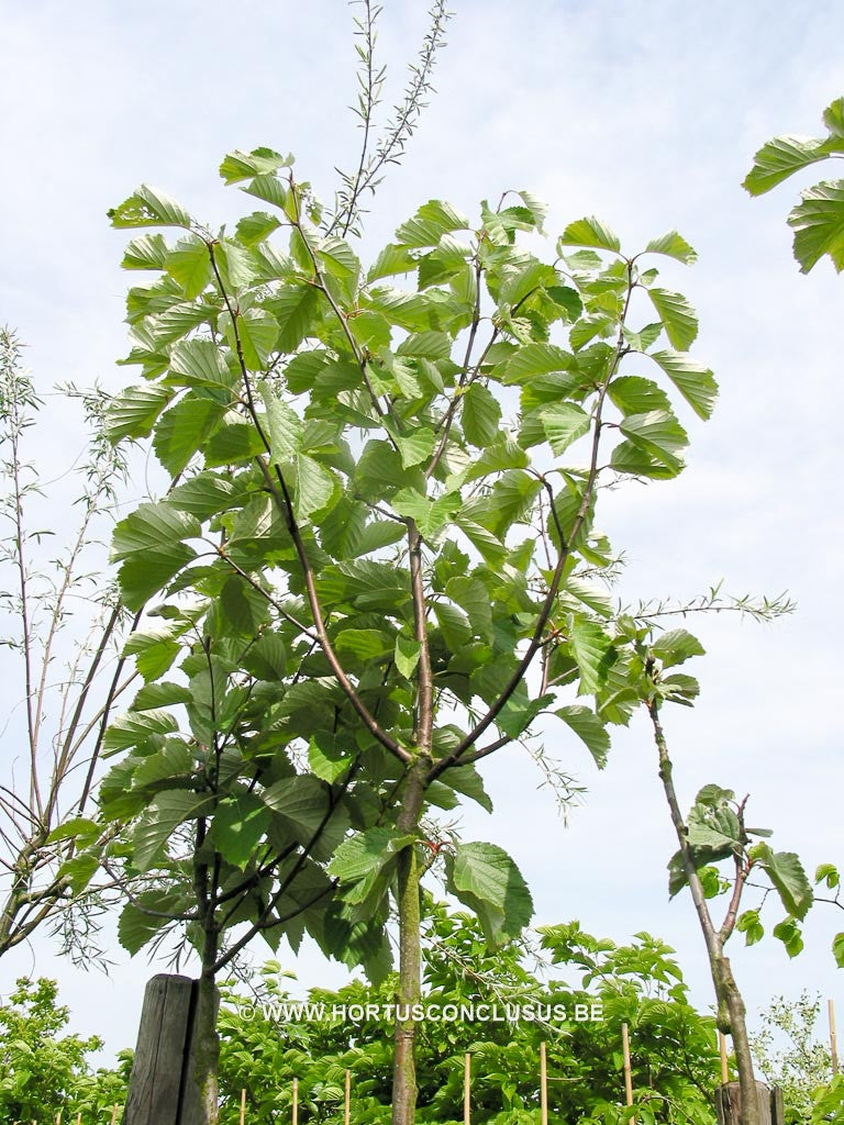 Sorbus japonica 'Calocarpa' - Sierboom - Hortus Conclusus 