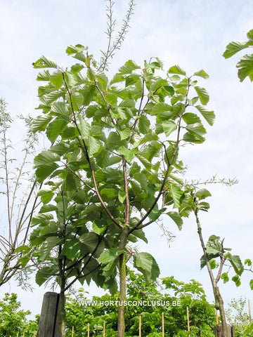Sorbus japonica 'Calocarpa'