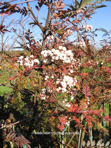 Sorbus microphylla