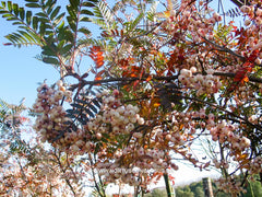 Sorbus microphylla - Sierboom - Hortus Conclusus  - 2