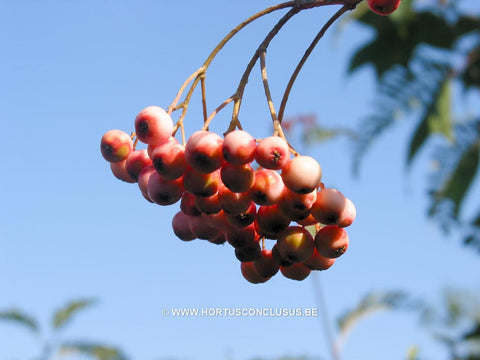 Sorbus mougeotii