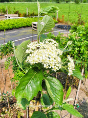 Sorbus mougeotii - Sierboom - Hortus Conclusus  - 3