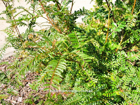 Sorbus rehderiana
